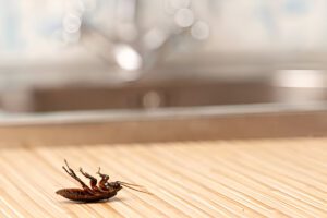 Cockroach-Control-in-Jamshedpur.jpg